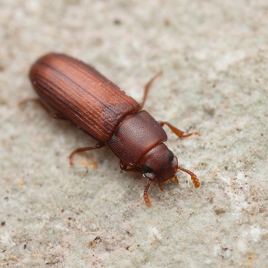 Confused Flour Beetles
