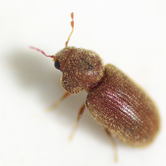 Drugstore Beetle