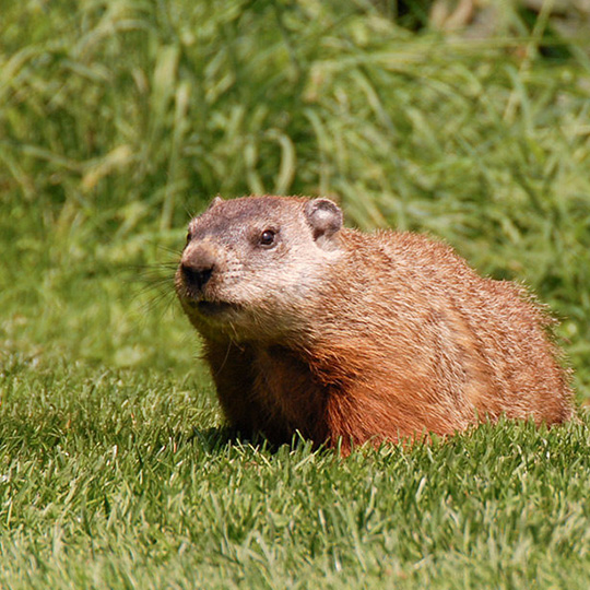 Groundhog