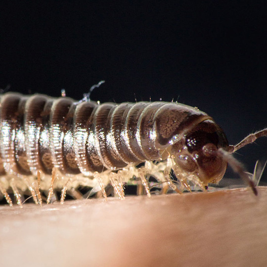 millipedes