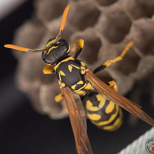 paper wasp