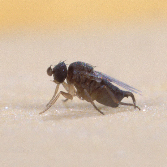 Phroid Flies