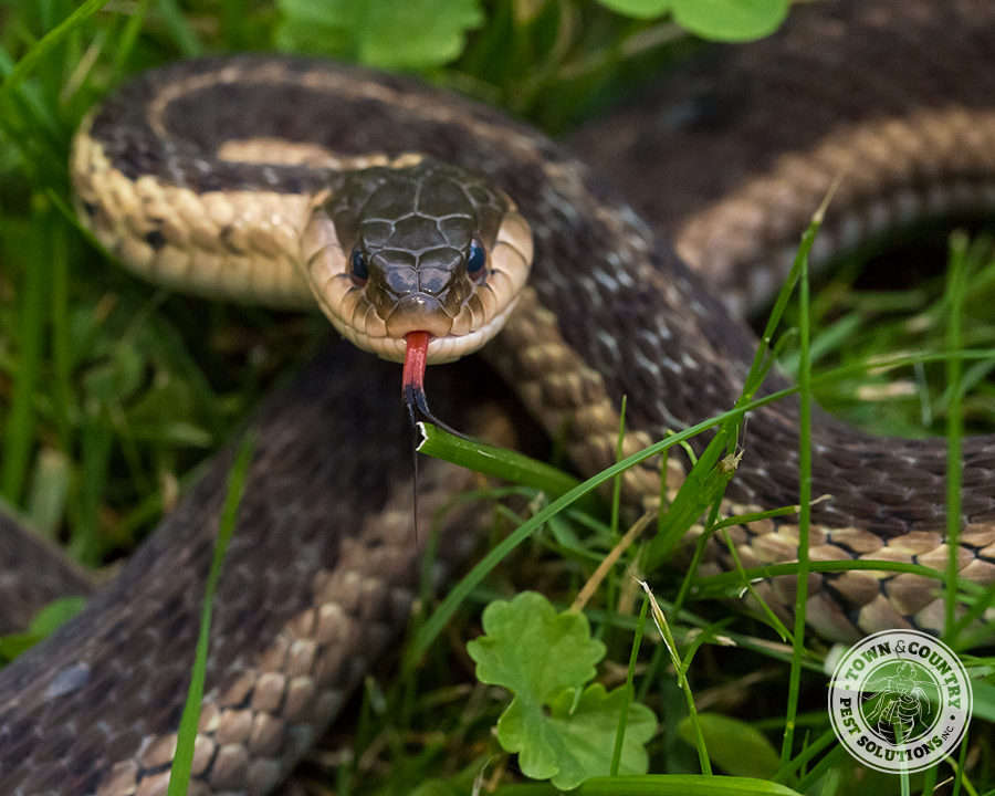 snakes_09_gllry-900x720