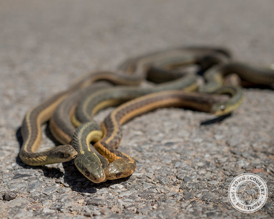 snakes_10_gllry-900x720