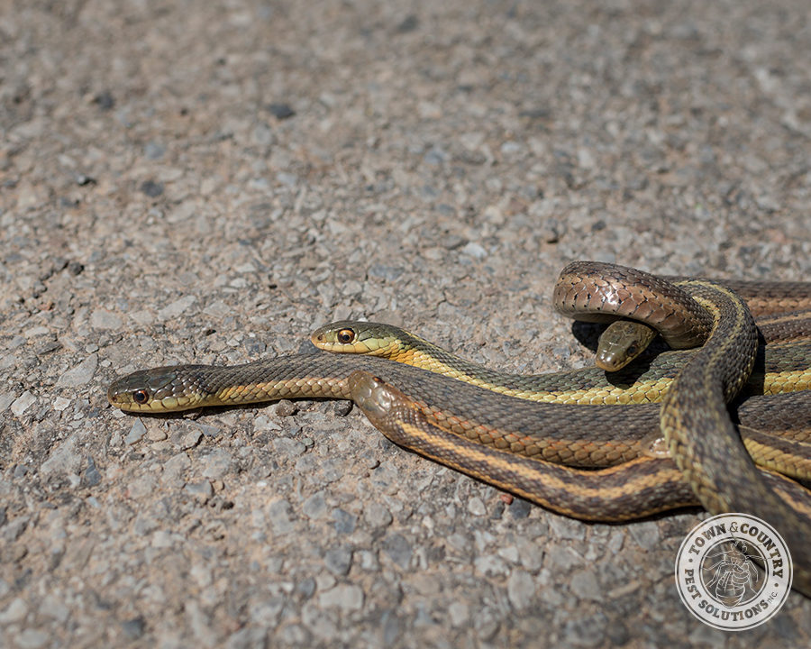 snakes_11_gllry-900x720