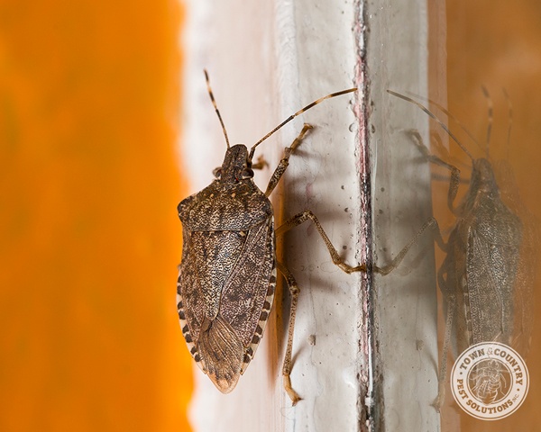 stink-bug_02_gllry