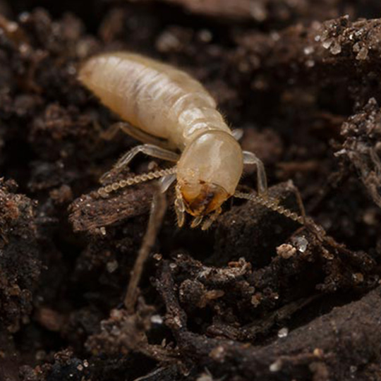 termites