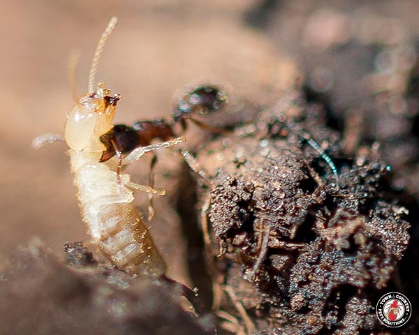 termites_gallery_02