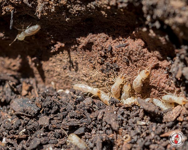 termites_gallery_04