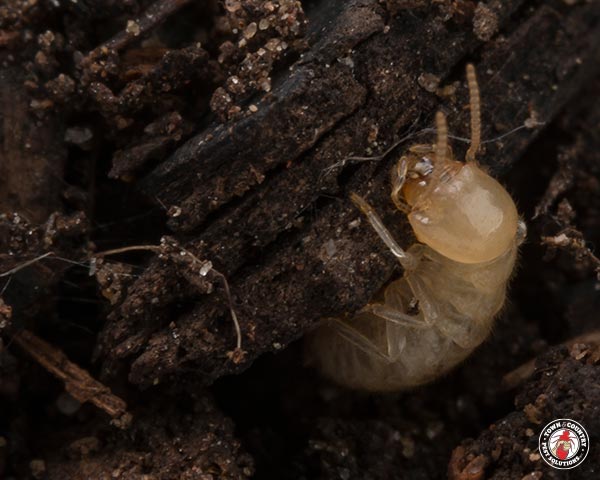 termites_gallery_06