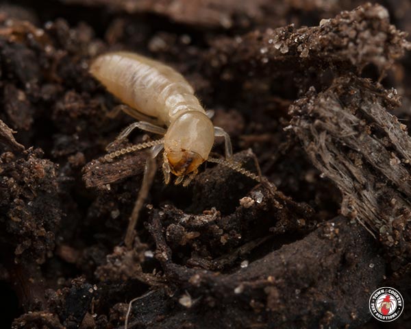 termites_gallery_07