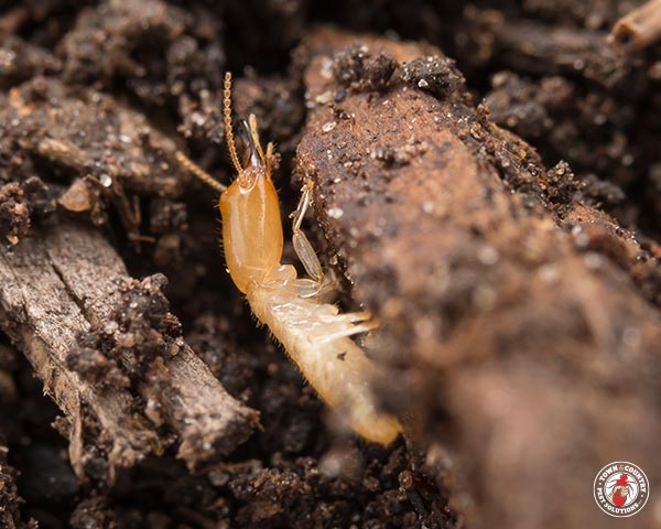 termites_gallery_09