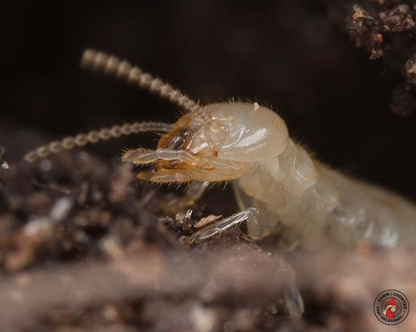 termites_gallery_10