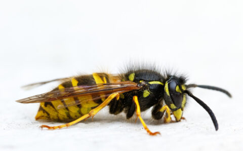 wasp
