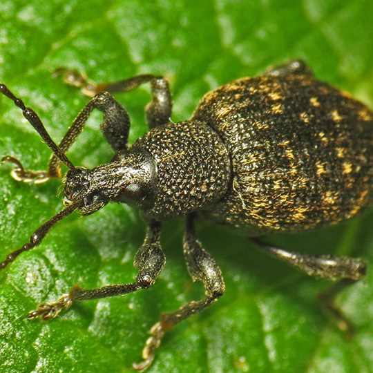 weevils