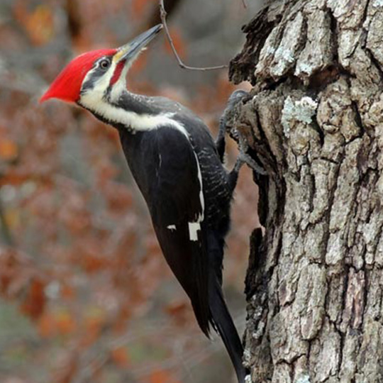 woodpecker