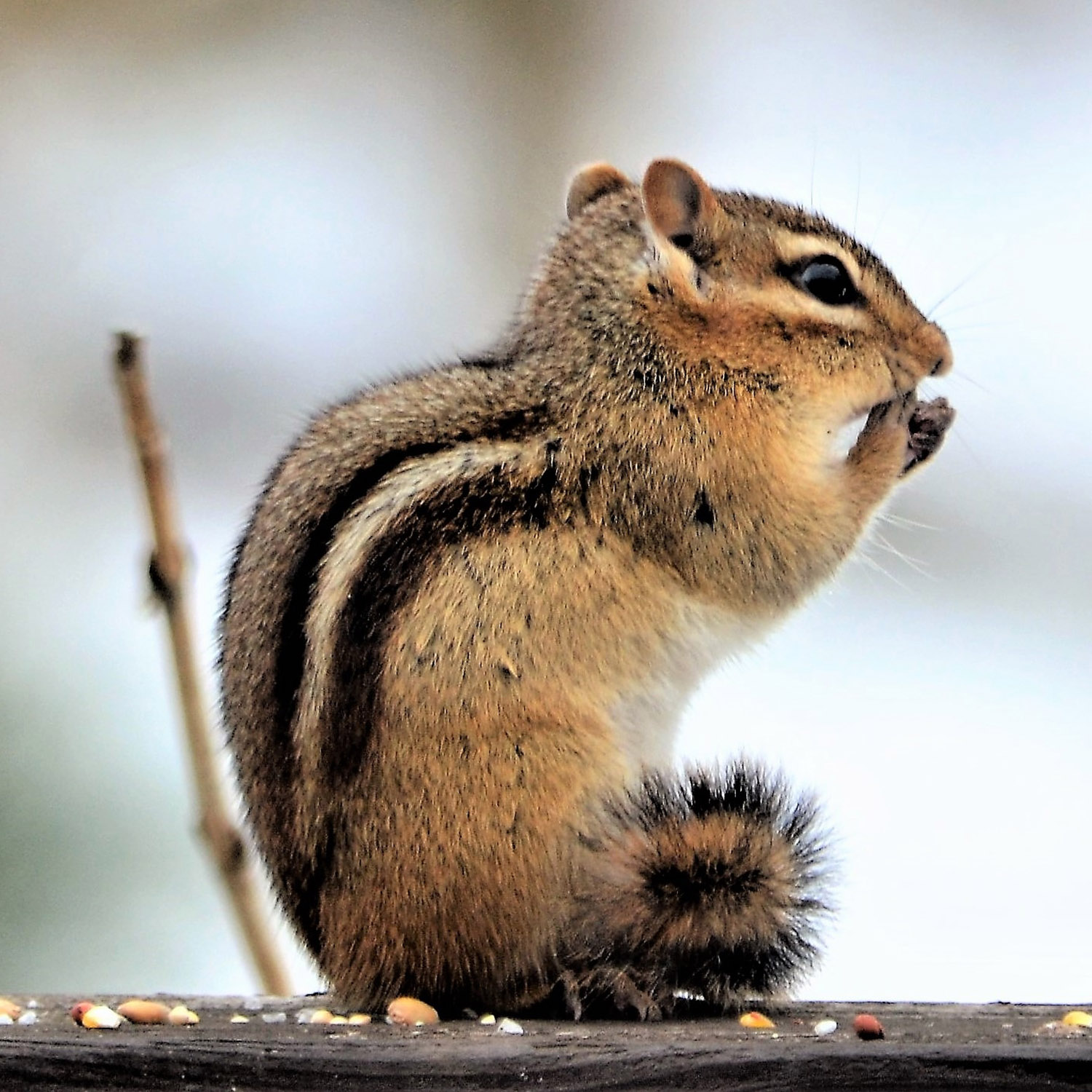 chipmunk-rodent