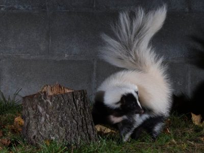 wildlife-banner wildlife-banner